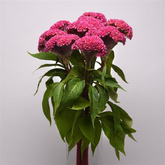 Fresh Celosia