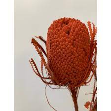 Dried Banksia