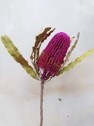 Dried Banksia