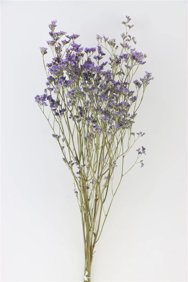 Dried limonium