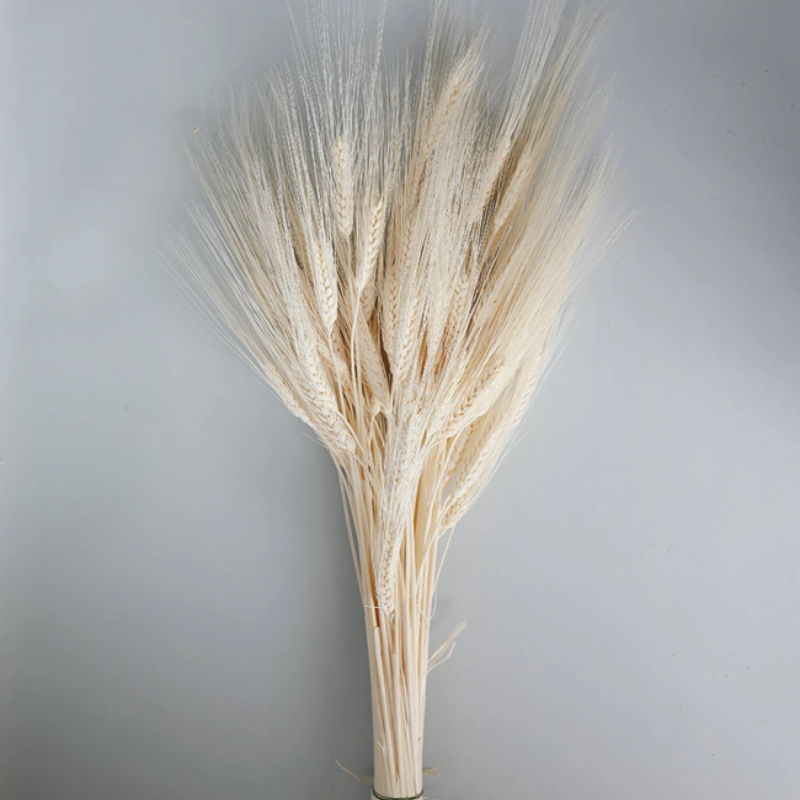 Dried Flowers Barley Wheat