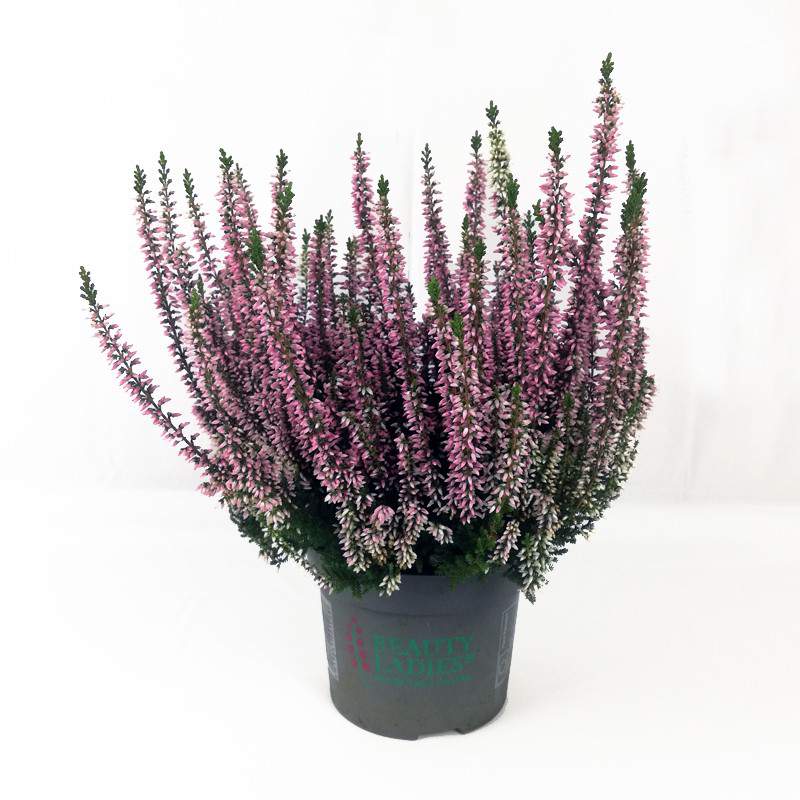 Plant Calluna beauty ladies