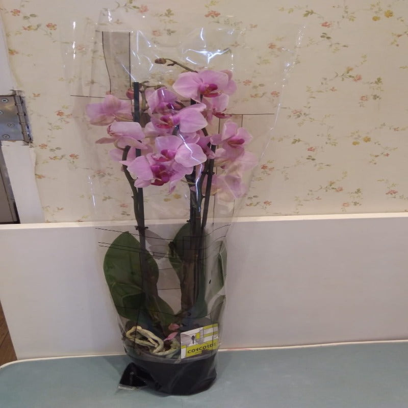 Plant Phalaenopsis Orchid Collection