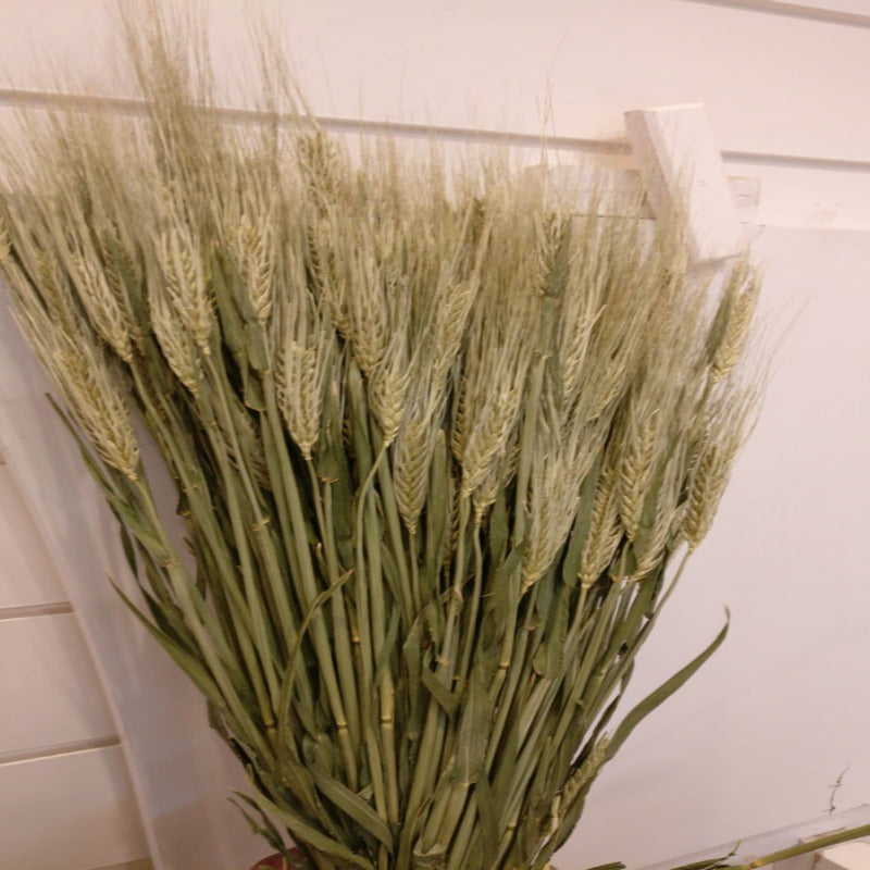 Dried Flowers Barley Wheat