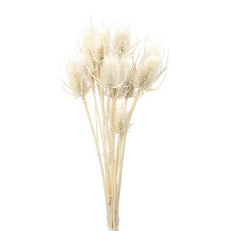 Dried Cardo Thistle