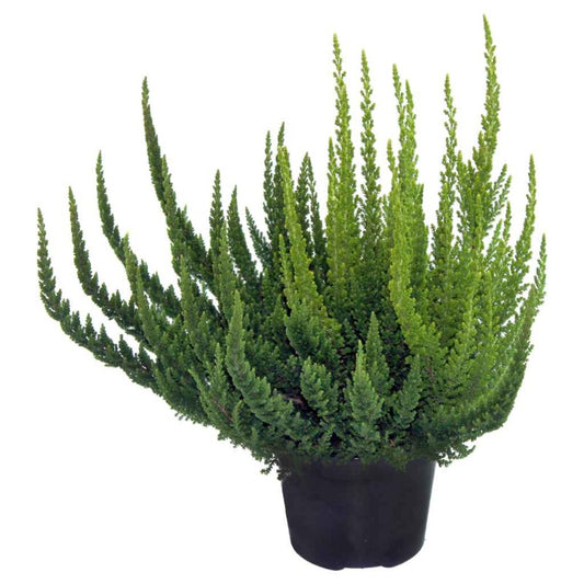 Plant Calluna Skyline Mixed