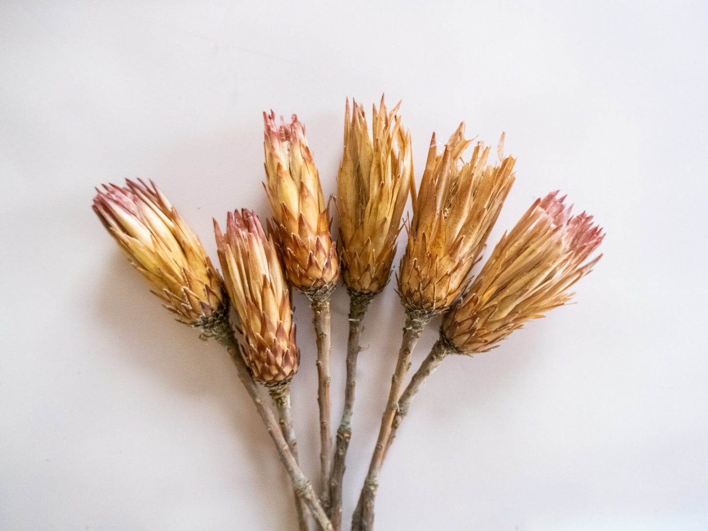 Dried Mini Protea