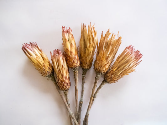 Dried Mini Protea