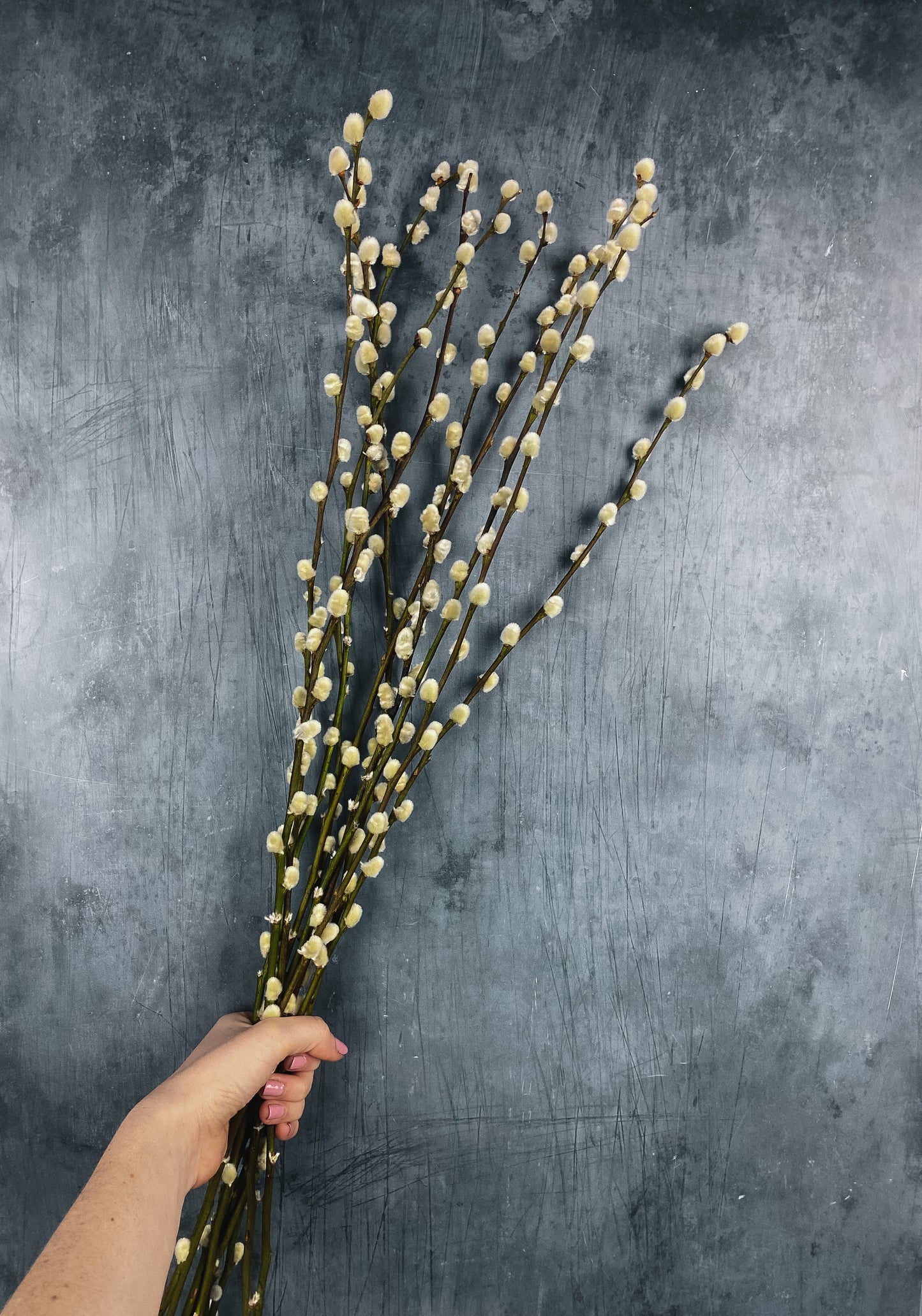 Dried Salix Willow Stick 70cm