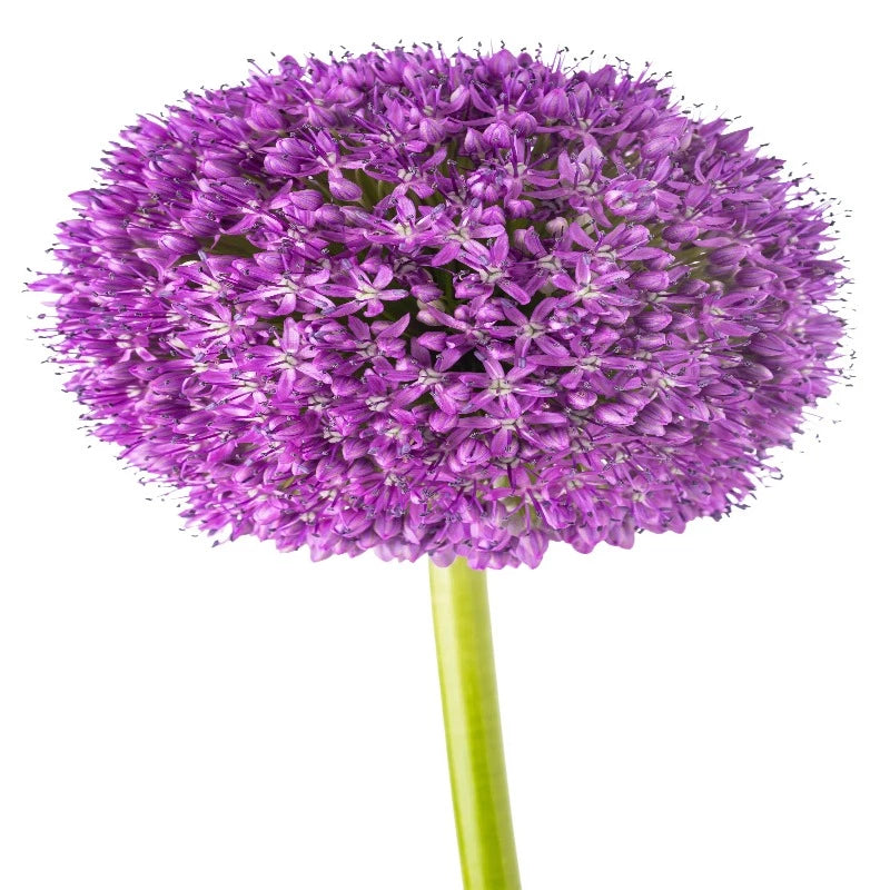 Fresh Allium Giganteum