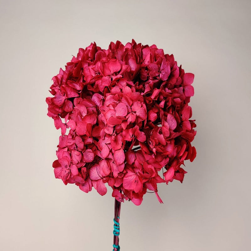 Preserved Hydrangea