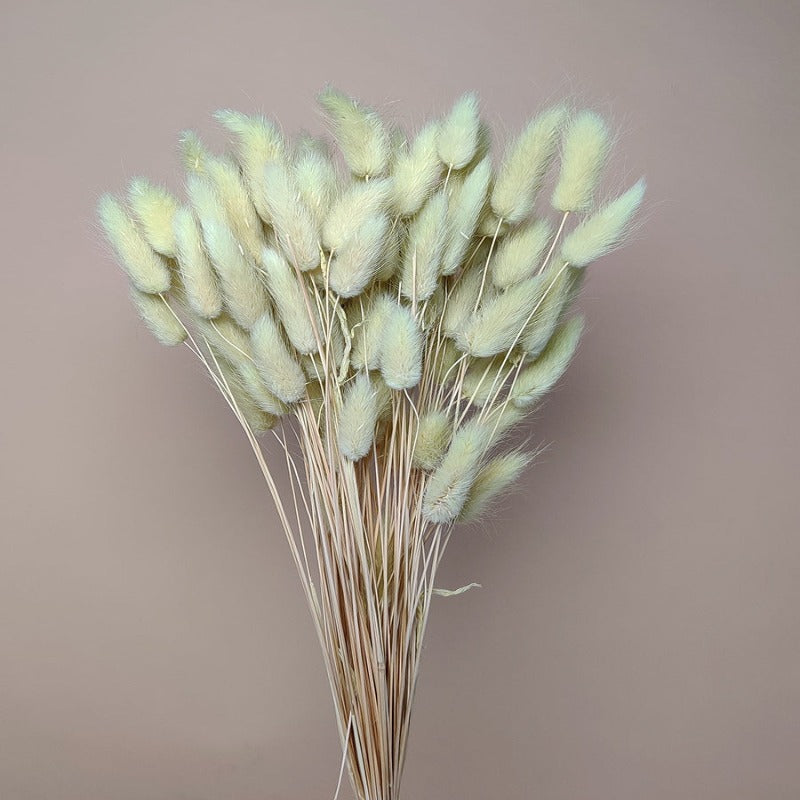 Dried Lagurus