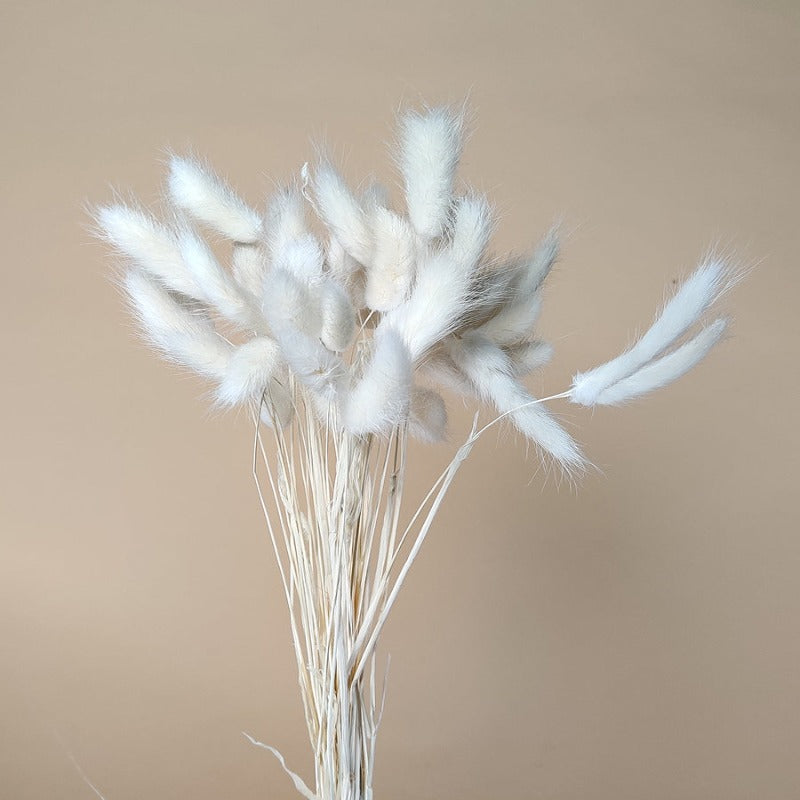 Dried Lagurus