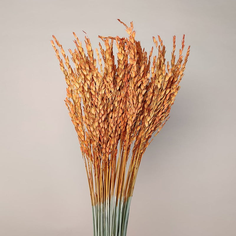 Dried Rice Oryza