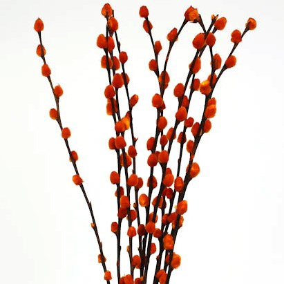 Dried Salix Willow Stick 70cm